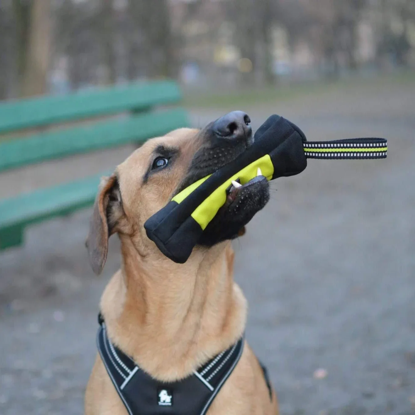 Truelove köpek eğitim Retrieve - Food Pouch Reusable incelemesi ve fiyatı
